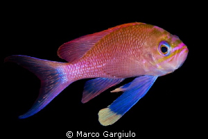 Anthias by Marco Gargiulo 